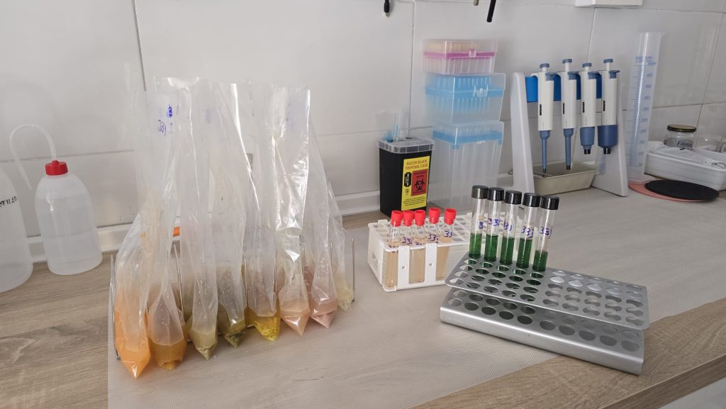 laboratorio_nivalis (11)