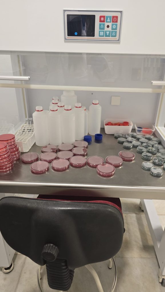 laboratorio_nivalis (7)