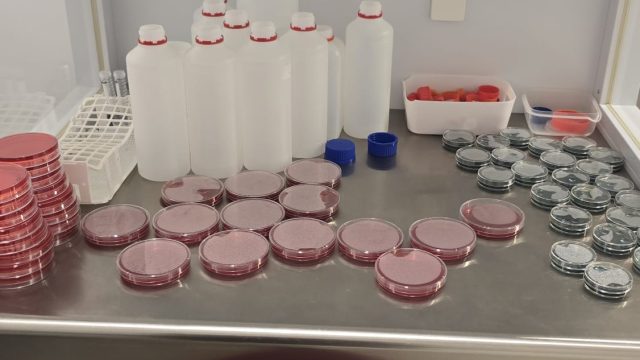 laboratorio_nivalis (7)