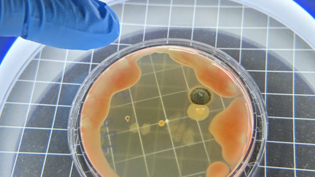 laboratorio_nivalis (8)